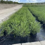 Kép 1/2 - Valódi mirtusz MYRTUS COMMUNIS K10