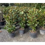 Kép 1/2 - Örökzöld liliomfa   MAGNOLIA GRANDIFLORA GALLISONIENSIS 120/+ K25