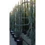Kép 1/2 - Kék csüngő atlasz cédrus CEDRUS ATLANTICA GLAUCA PENDULA 250/300 16/18 K60