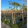 Kép 1/2 - Selyemakác    ALBIZIA JULIBRISSIN T200 12/14 K55