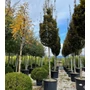 Kép 1/2 - Oszlopos gyertyán   CARPINUS BETULUS PYRAMIDALIS T200 25/30 K300