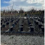 Kép 1/2 - Gömb szivarfa   CATALPA BIGNONIOIDES NANA T1/2 10/12 K25
