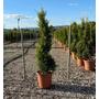 Kép 1/2 - Arany lombú leyland ciprus CUPRESSOCYPARIS LEYLANDII CASTLEWELLAN GOLD SPIRÁL K9