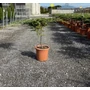 Kép 1/2 - Fövenyboróka    JUNIPERUS CONFERTA SCHLAGER T1/4 K9