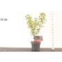 Kép 1/2 - Bangita VIBURNUM DILATATUM SEALING WAX K4