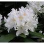 Kép 2/2 - Havasszépe RHODODENDRON CUNNINGHAM'S WHITE 30/40 K5