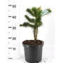 Kép 1/2 - Chilei fenyő   ARAUCARIA ARAUCANA 25/30 CS19