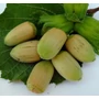 Kép 1/2 - Mogyoró CORYLUS AVELLANA LANG TIDLIG ZELLER 80/100 K6