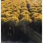 Kép 2/2 - Aranylombú havasi törpefenyő  PINUS MUGO CARSTEN'S WINTERGOLD T45 30CM K12.5