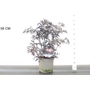 Kép 1/2 - Bordó levelű bodza SAMBUCUS NIGRA BLACK LACE 40/50 K3