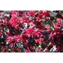 Kép 1/2 - Kínai rojtosvirág   LOROPETALUM CHINENSE BLACK PEARL 20/40 K9  