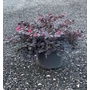 Kép 2/2 - Kínai rojtosvirág   LOROPETALUM CHINENSE BLACK PEARL 20/40 K9  