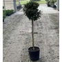 Kép 1/2 - Téli bangita   VIBURNUM TINUS EVE PRICE T1/2 35/40 K12