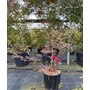 Kép 1/2 - Japán juhar   ACER PALMATUM ATROPURPUREUM 80/100 K10