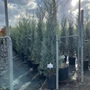 Kép 1/2 - Oszlopos, kék arizoniai ciprus CUPRESSUS ARIZONICA FASTIGIATA 175/200 K18