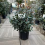 Kép 1/2 - Örökzöld korallberkenye   PHOTINIA FRASERI LITTLE RED ROBIN 20/+ K3