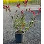Kép 1/2 - Rózsaszín tarka korallberkenye  PHOTINIA FRASERI PINK MARBLE 40/60 K5
