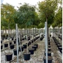 Kép 1/2 - Gömbakác    ROBINIA PSEUDOACACIA UMBRACULIFERA T200 12/14 K55