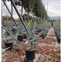 Kép 1/2 - Kék atlasz cédrus  CEDRUS ATLANTICA GLAUCA 100/125 K18