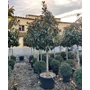 Kép 1/2 - Örökzöld liliomfa   MAGNOLIA GRANDIFLORA GALLISSONIENSIS PRAECOX T1/2 18/20 EXTRA K90