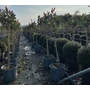 Kép 1/2 - Rózsaszín tarka korallberkenye  PHOTINIA FRASERI PINK MARBLE T1/2 K12