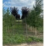 Kép 1/2 - Vérszilva PRUNUS CERASIFERA NIGRA T200 8/10*