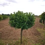 Kép 1/2 - Közönséges babérmeggy PRUNUS LAUROCERASUS ETNA T1/2 100/125 EXTRA*