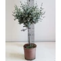 Kép 1/2 - Havasi eukaliptusz  EUCALYPTUS GUNNII T70 K3