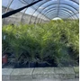 Kép 1/2 - Datolyapálma PHOENIX CANARIENSIS K10