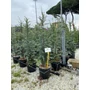 Kép 1/2 - Himalájai cédrus   CEDRUS DEODARA ROBUSTA 80/100 K10