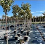Kép 1/2 - Japán díszcseresznye   PRUNUS SERRULATA KANZAN T200 10/12 K30