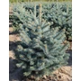 Kép 1/2 - Ezüstfenyő PICEA PUNGENS SUPER BLUE SEEDLING 80/100*