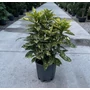 Kép 1/2 - Márványos babérsom   AUCUBA JAPONICA CROTONIFOLIA GOLD 60/80 K15 