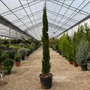 Kép 1/2 - Európai ciprus   CUPRESSUS SEMPERVIRENS TOTEM 150/175 EXTRA K15