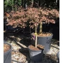 Kép 1/2 - Szeldeltlevelű japán juhar  ACER PALMATUM DISSECTUM INABA SHIDARE T1/2 125/150 K70