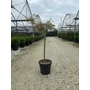 Kép 1/2 - Szeldelt levelű japán juhar ACER PALMATUM DISSECTUM VIRIDIS T1/2 K15