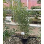 Kép 1/2 - Zöld szárú sövénybambusz  PHYLLOSTACHYS BISSETII 150/200 K18