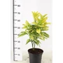 Kép 1/2 - Márványos babérsom   AUCUBA JAPONICA GOLDEN KING 40/50 K5