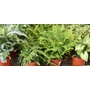 Kép 1/2 - Szobapáfrány NEPHROLEPIS EXALTATA GREEN LADY CS12