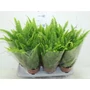 Kép 2/2 - Szobapáfrány NEPHROLEPIS EXALTATA GREEN LADY CS12