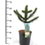 Kép 1/2 - Chilei fenyő   ARAUCARIA ARAUCANA 40CM K4