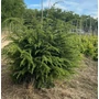 Kép 1/2 - Törpe kék atlasz cédrus CEDRUS ATLANTICA NANA 100/125*