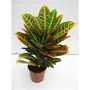 Kép 1/2 - Kroton-csodacserje CODIAEUM VARIEGATUM PETRA CS21