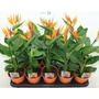 Kép 1/2 - Papagájvirág művirággal  STRELITZIA MŰVIRÁGGAL CS12