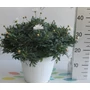 Kép 2/2 - Margaréta MARGARÉTA FEHÉR BOKOR CS25-K5,5