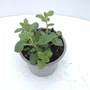 Kép 2/3 - Menta K1,5