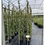 Kép 1/2 - Csillag jázmin  RHYNCOSPERMUM JASMINOIDES 200/250 K9