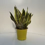 Kép 1/2 - Anyósnyelv SANSEVIERIA 50CM ZÖLD CSERÉPBEN K3