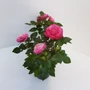 Kép 2/3 - Rózsa PATIO CSEREPES    
