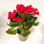 Kép 3/4 - Begónia BEGONIA FAJTÁK CS13